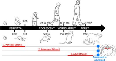 Cholinergic and Neuroimmune Signaling Interact to Impact Adult Hippocampal Neurogenesis and Alcohol Pathology Across Development